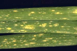 Late Blight Caused By Botrytis