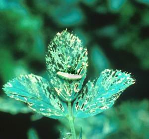 Alfalfa Weevil on Damaged Leaf