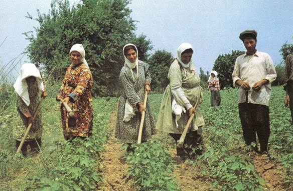 Women Handweeding Cotton